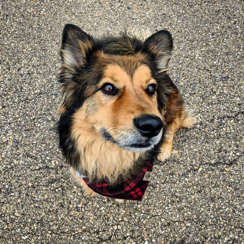 Dog Reference Picture