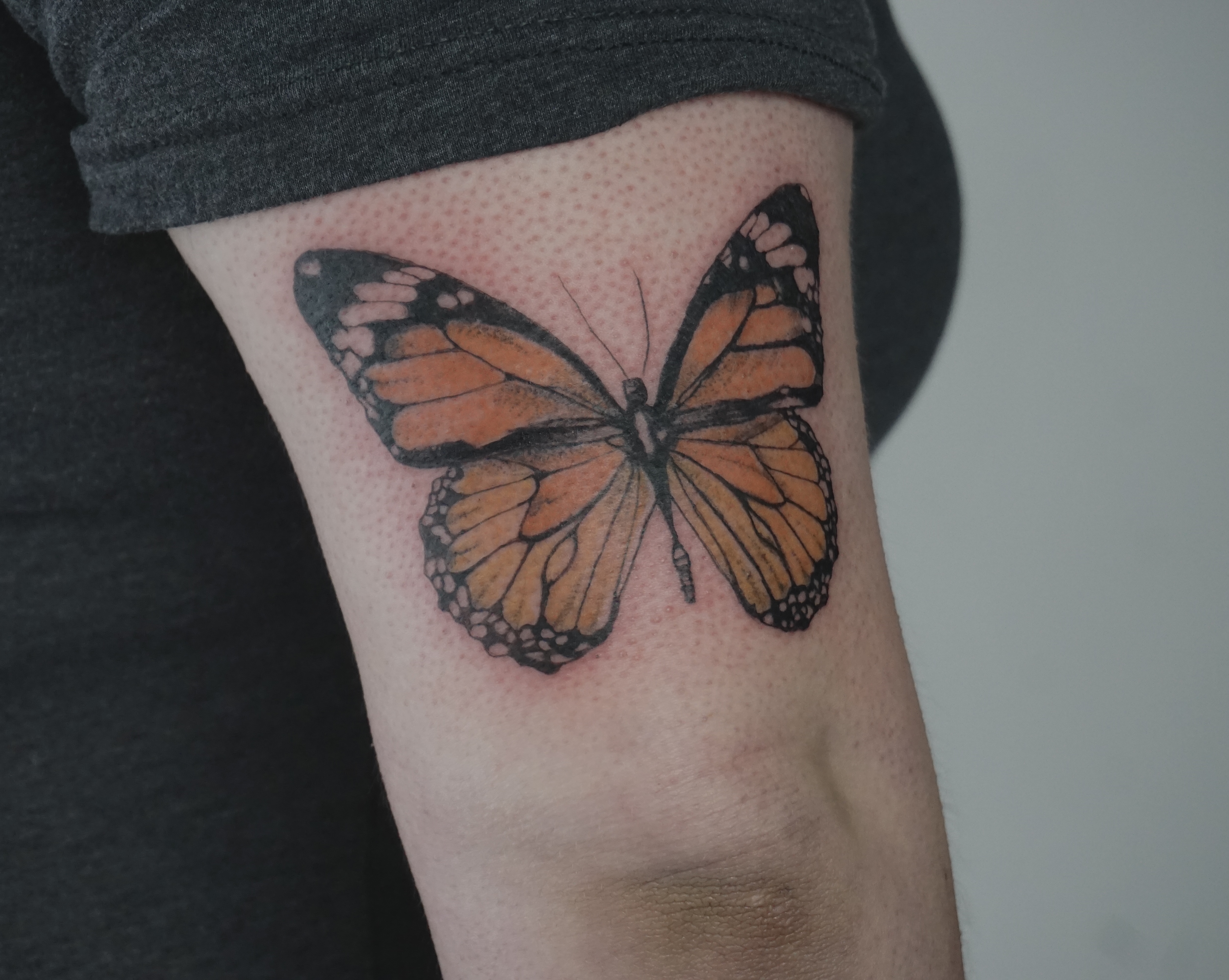 Butterfly 