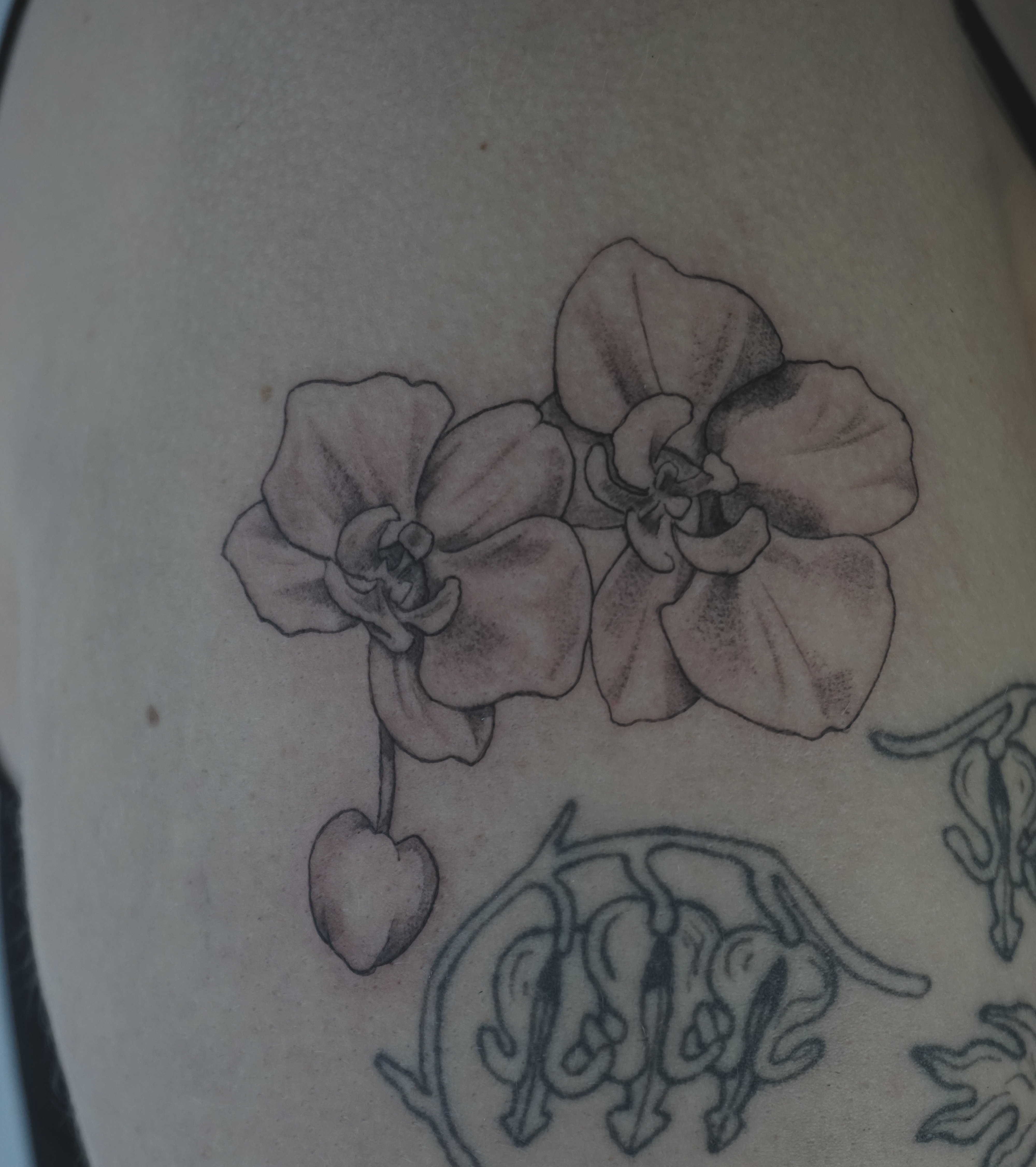 Orchid 