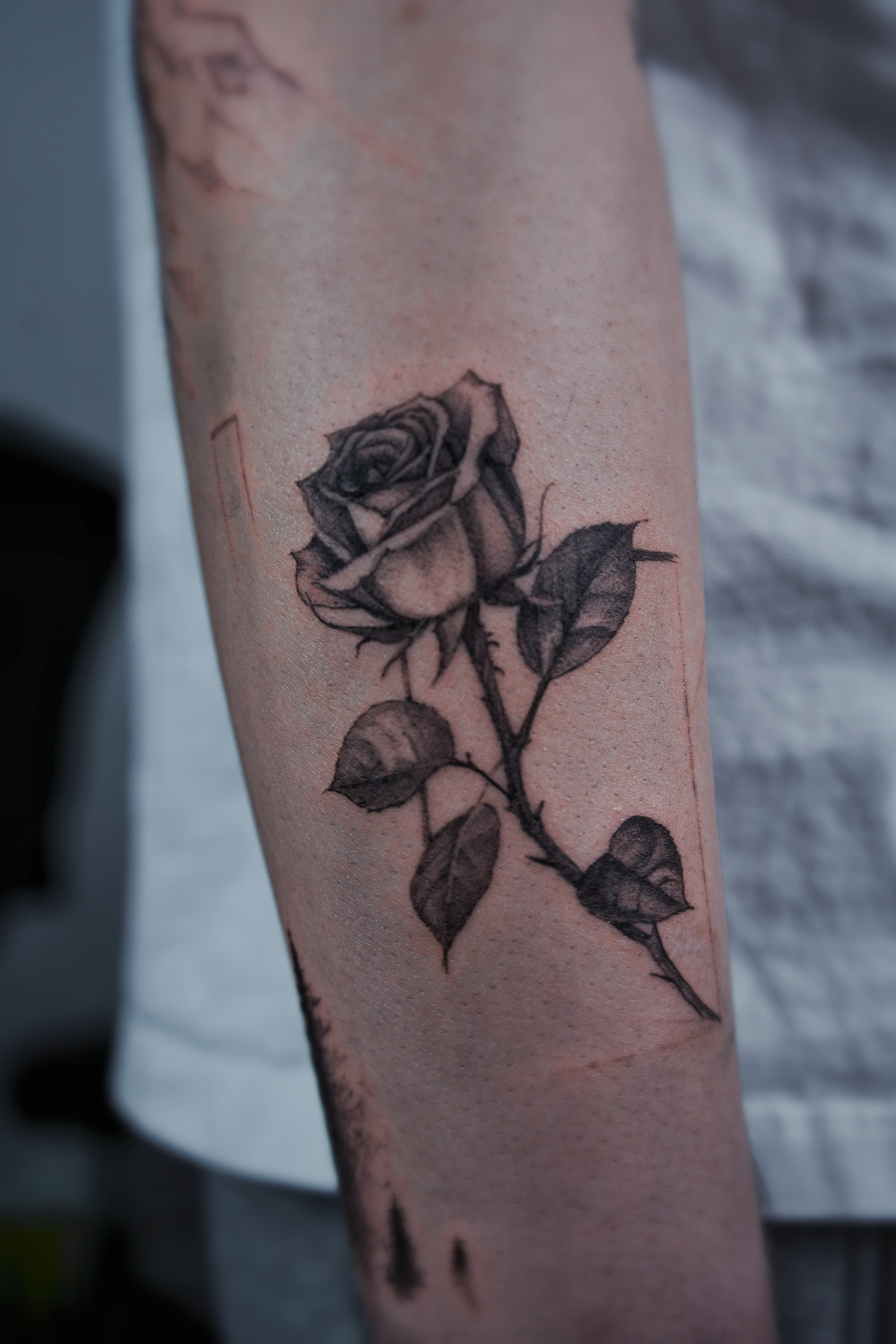 rose
